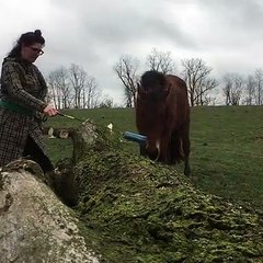 Ce que ce cheval va faire est trop bluffant ! Regardez !