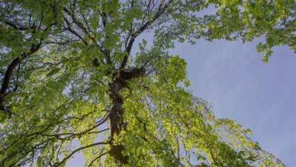 This New Spiral Path in the Middle of the Forest Lets You Walk Among the Treetops in Denmark
