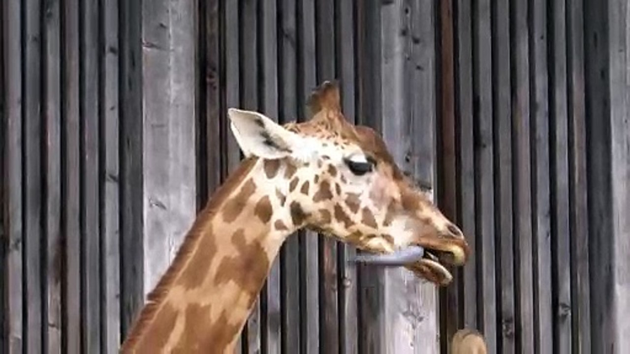 La langue de la girafe