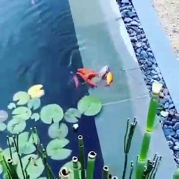 Ahurissant ! Ces poissons vont tenter de sauver un Koï hors de l'eau !