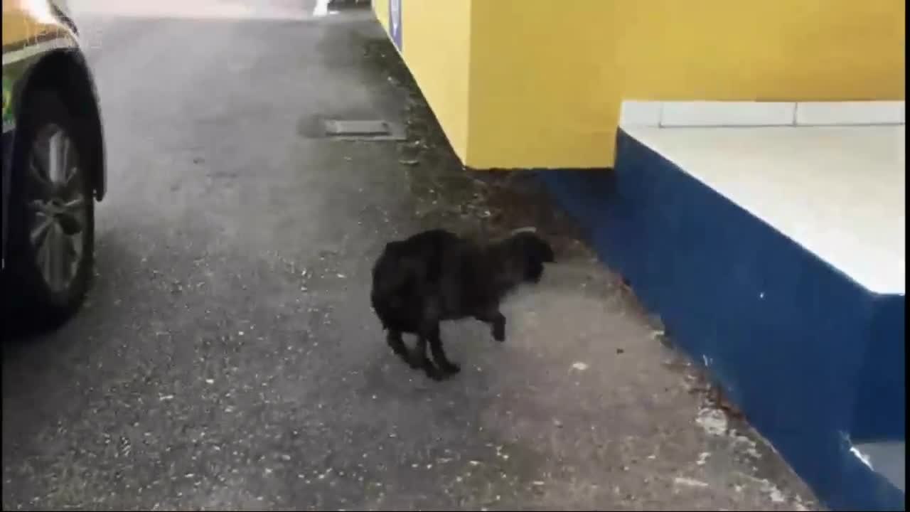 Cachorra resgatada pela PRF ganha novo lar