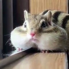 Un petit écureuil trop mignon qui a de grosses joues. Admirez !