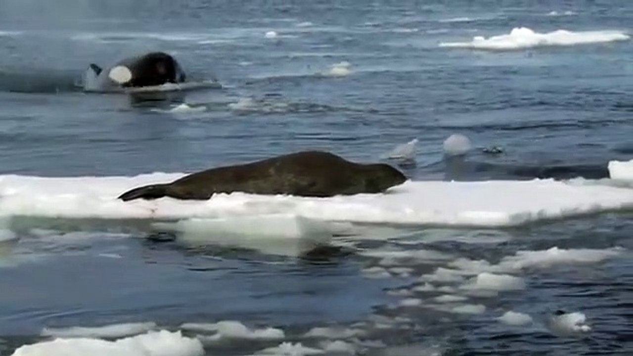 Săn cá voi sát thủ- Hunting killer whales-狩猟シャチ-cá voi sát thủ khổng lồ-cá voi lưng gù-phim cá voi sát thủ-cá voi lưng gù và cá voi sát thủ