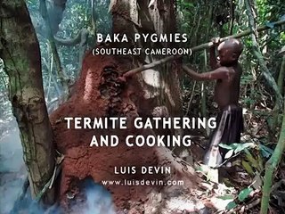 Baka people (Cameroon and Gabon) -lượm  và nấu mối để ăn - シロアリを拾い上げて食べる-Ramasser et cuire les termites pour manger