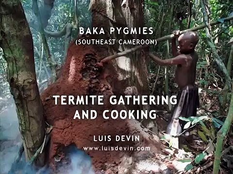 Baka people (Cameroon and Gabon) -lượm và nấu mối để ăn - シロアリを拾い上げて食べる-Ramasser et cuire les termites pour manger