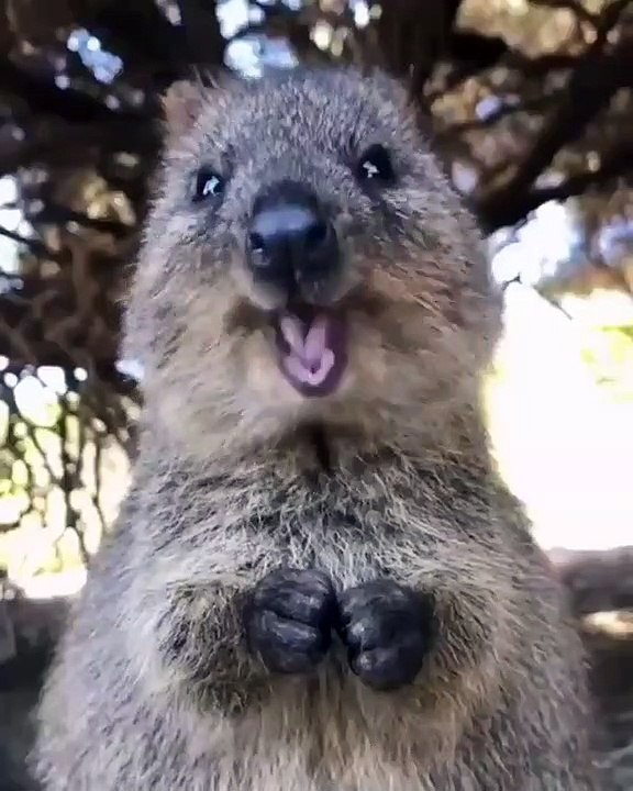 Ce magnifique Quokka mange d'une manière assez comique. A voir absolument !