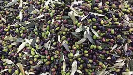 GOODLINES: 10th April 2019