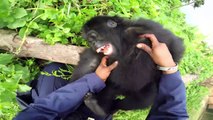 Ce bébé gorille est très chatouilleux... Trop mignon