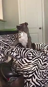 Ce chien adorable chante sur sa chanson favorite