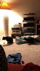 Kitten Learns How to Sneak and Spook