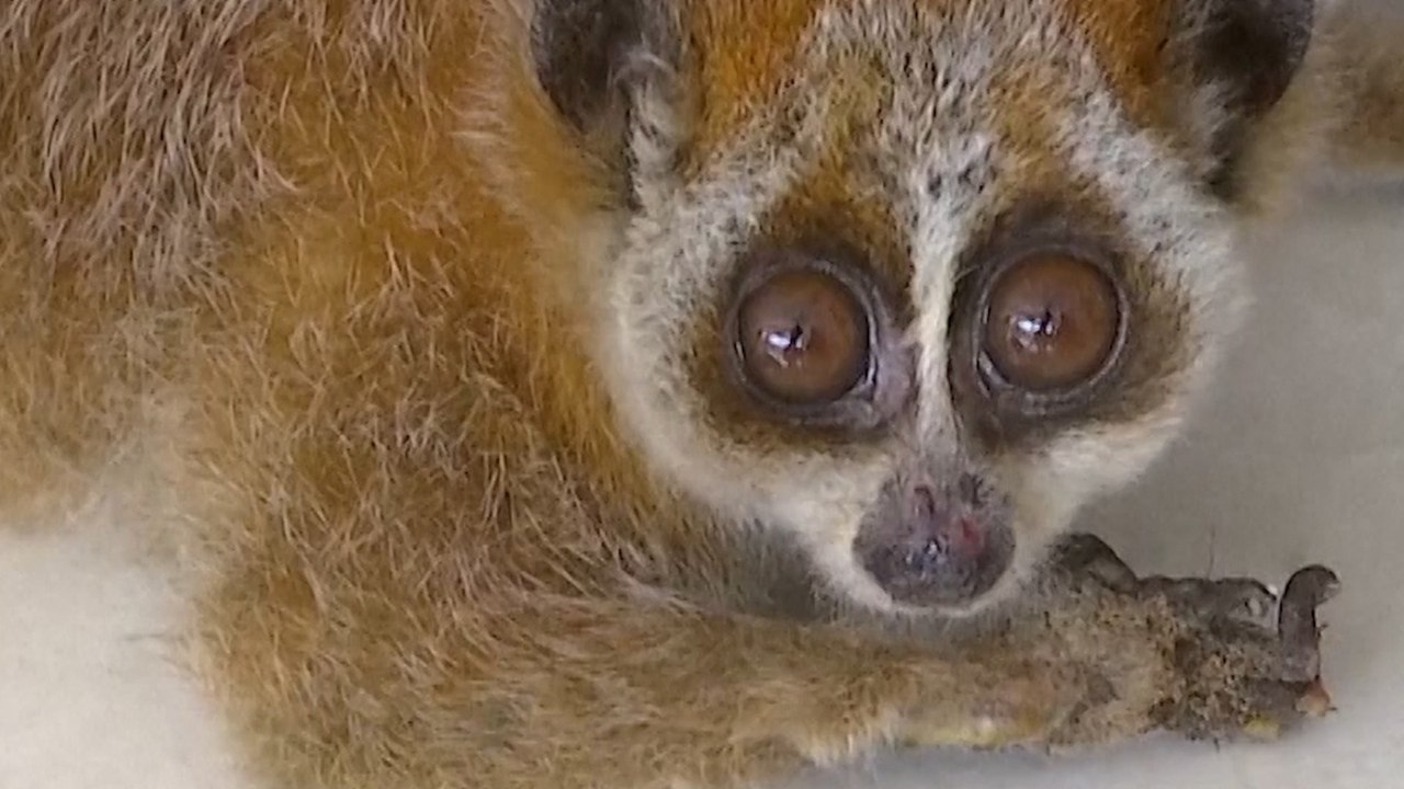 Rare primate, a slow loris, rescued from roadside in southwest China