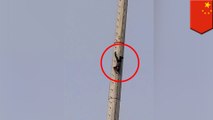 Drunk man climbs up a telephone pole then hangs upside down