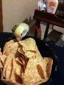 Cuddlebut the Lovebird eats Nachos