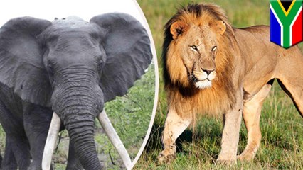 Rhino poacher trampled by elephant, eaten by lions