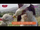 개와 고양이의 놀라운 이야기_skyPetpark