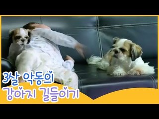 3살 악동의 강아지 길들이기 [땡큐 베이비 독] 1회
