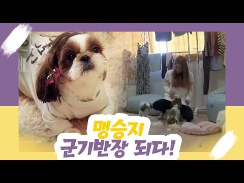 개그우먼 맹승지 군기반장 되다 [오 마이펫] 1회