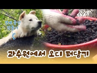 볼거리가 가득한 과수원에서 오디 만들기 [윤형빈의 팔도견문록] 10회