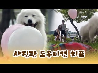 사진관 도우미견 치프를 소개합니다! [윤형빈의 팔도견문록] 12회