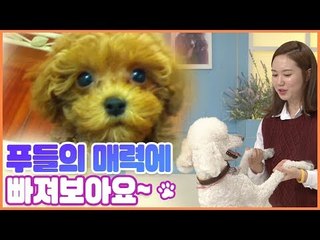 왈츠 추는 푸들 모리를 소개합니다 [펫 닥터스] 3회