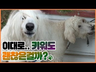 더벅머리 아프간하운드 펫 닥터의 뼈점 [펫 닥터스] 4회