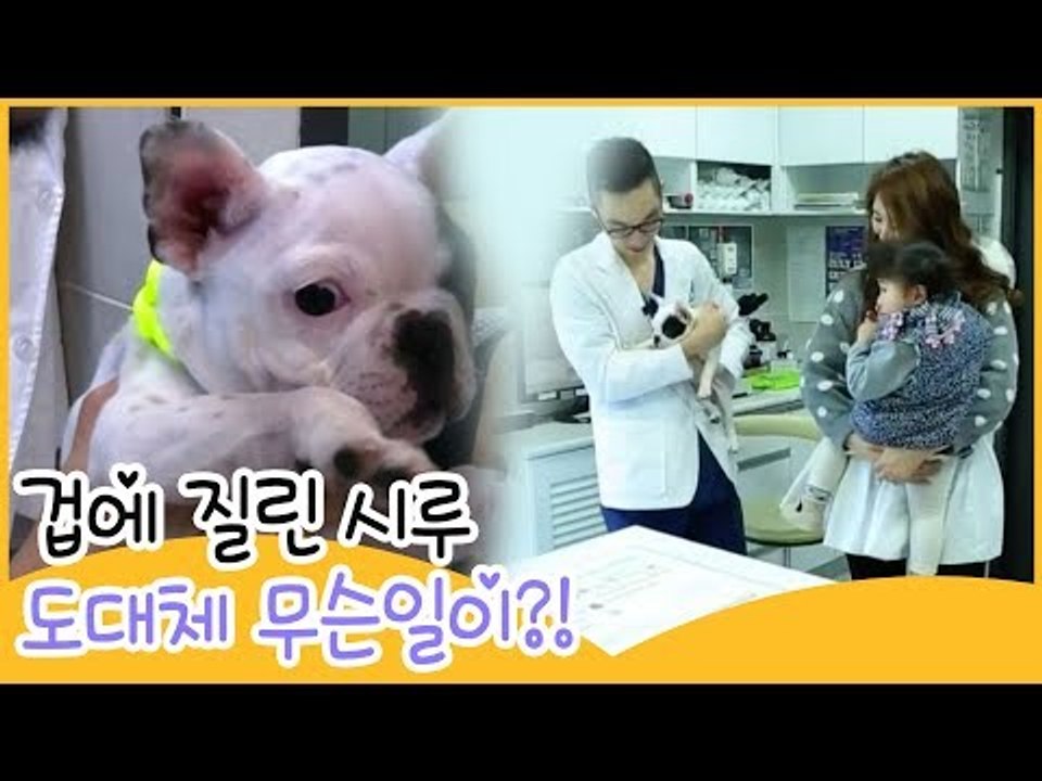 잔뜩 겁에 질린 시루 도대체 무슨일이? [땡큐 베이비 독] 6회