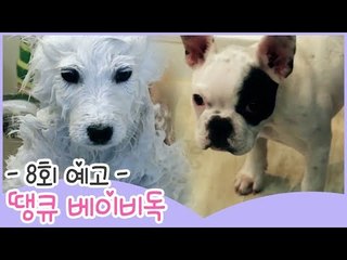 [8회 예고] 땡큐 베이비 독, 사모예드 뭉치의 생애 첫 목욕 이야기