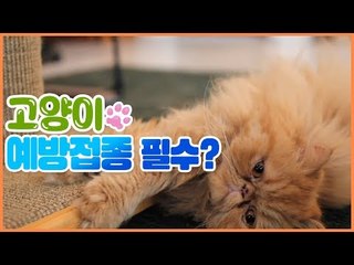 고양이의 예방접종 꼭 해야 하나? [펫 닥터스] 9회