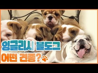 잉글리시 불도그는 어떤 종? [펫 닥터스] 8회