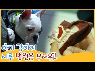 아기 강아지 시루, 병원은 무서워! [땡큐 베이비 독] 10회