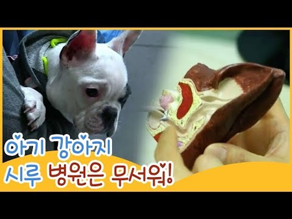 아기 강아지 시루, 병원은 무서워! [땡큐 베이비 독] 10회