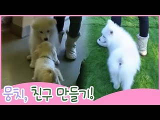 뭉치의 친구 만들기 [땡큐 베이비 독] 9회