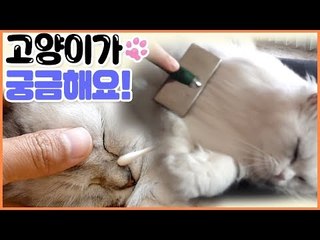 고양이 그것이 궁금하다 [펫 닥터스] 9회