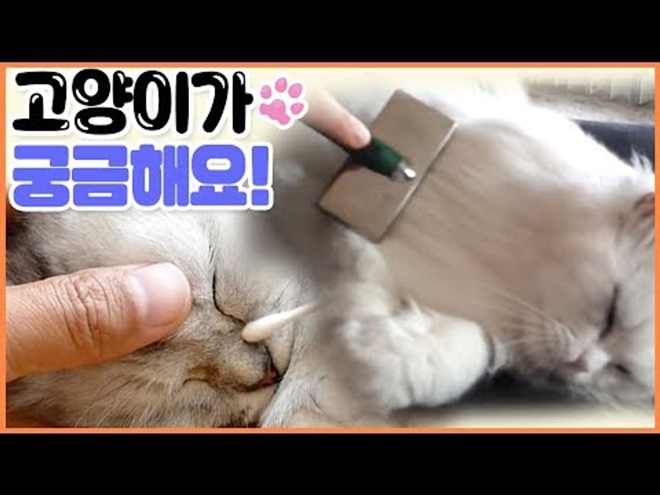 고양이 그것이 궁금하다 [펫 닥터스] 9회