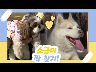 소금이 짝 찾기? [오 마이 펫] 10회