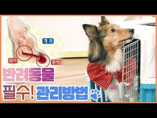 반려동물 피부관리, 귀 청소 방법 [펫 닥터스] 10회