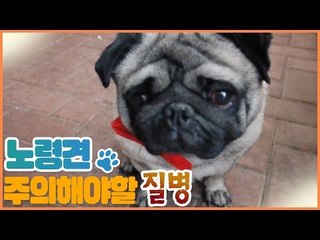 노령견이 주의해야 할 질병 [펫 닥터스] 12회