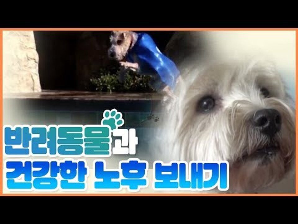 반려동물과 건강한 노후 보내기 [펫 닥터스] 12회