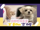 최희 반려동물, 고양이 풀리 vs 강아지 하랑 [오 마이 펫 시즌2] 1회