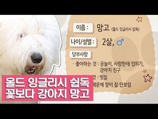 올드 잉글리시 쉽독, 꽃보다 강아지 망고 [여자친구! 강아지를 부탁해] 1회