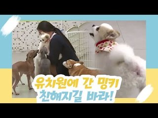 유치원에 간 밍키, 친해지길 바라! [오 마이 펫 시즌2] 2회