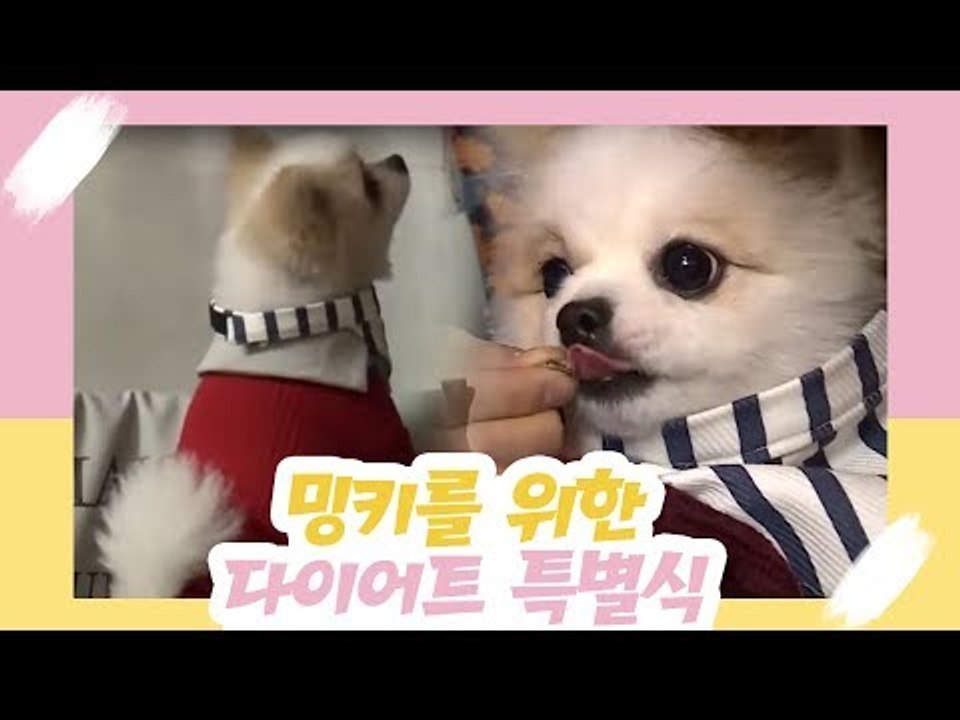 밍키를 위한 다이어트 특별식 [오 마이 펫 시즌2] 3회