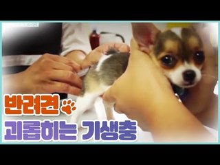반려동물을 괴롭히는 기생충 [펫 닥터스 시즌2] 5회