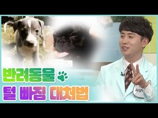 반려동물 털 빠짐 대처법 [펫 닥터스] 6회