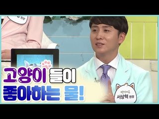 고양이들이 좋아하는 물의 조건 [펫 닥터스 시즌2] 7회