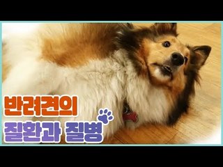 반려견의 질환과 질병에 대한 정보 [펫 닥터스 시즌2] 5회