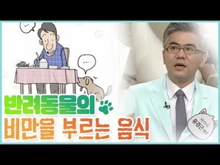 비만을 유발하는 반려동물과 365일 겸상 [펫 닥터스] 6회