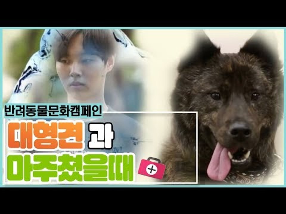 함께해요 반려동물 캠페인, 대형견 마주쳤을 때 행동 [펫 닥터스 시즌2] 6회