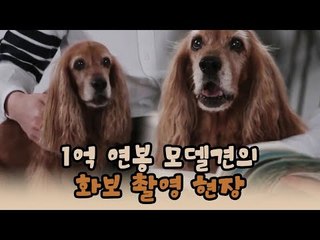 1억 연봉 모델견의 화보 촬영 현장 [윤형빈의 팔도견문록 시즌2] 2회