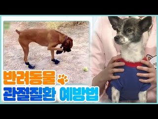 반려동물 관절질환 예방법은? [펫 닥터스 시즌2] 9회